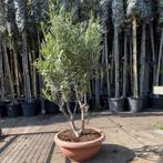 Olijfboom - meerstammig - Hoogte: 115-150 cm, Tuin en Terras, Planten | Bomen, Ophalen of Verzenden