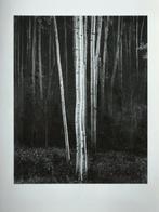 Ansel Adams - Aspens, Northern New Mexico, 1958