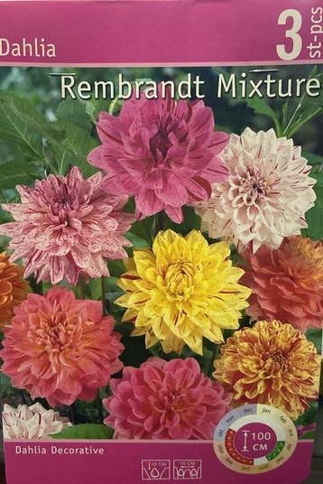Dahlia Rembrandt Mix – 30 Bollen | Kunstzinnige Bloei in Uni beschikbaar voor biedingen