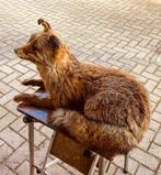 Rode vos Taxidermie volledige montage - Red Fox - 50 cm - 32, Verzamelen, Dierenverzamelingen, Nieuw