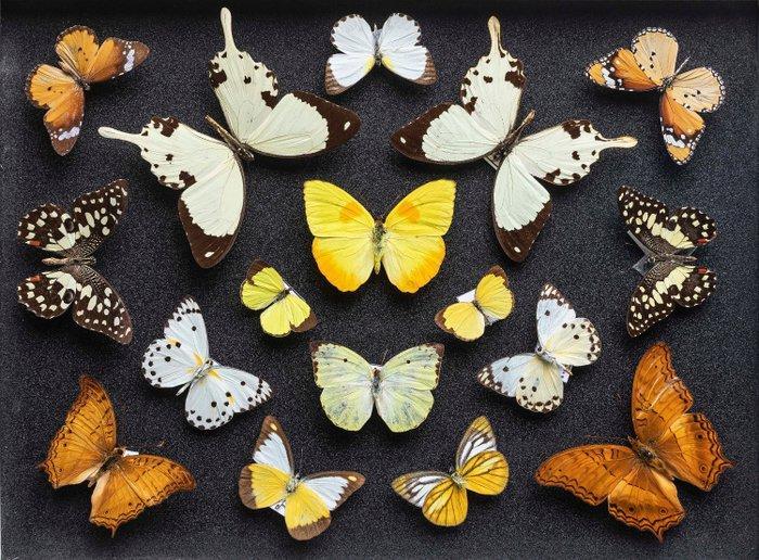 Vlindercollectie - Entomologie - Decoratief Geel Zwart, Verzamelen, Dierenverzamelingen