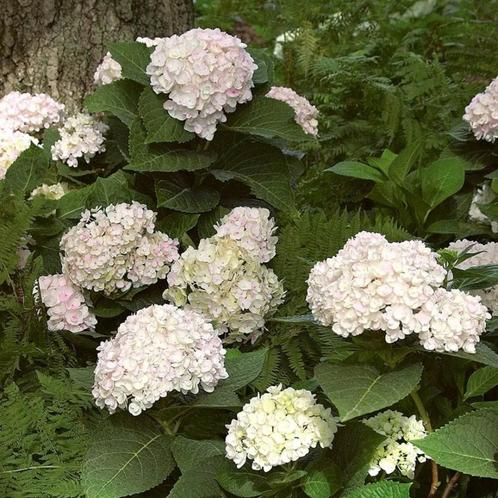 Hydrangea macrophylla Little White - 25-30 cm, Tuin en Terras, Planten | Tuinplanten, Ophalen of Verzenden