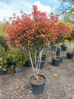 Photinia Fraseri Robusta compacta meerstammig glansmispel, Ophalen