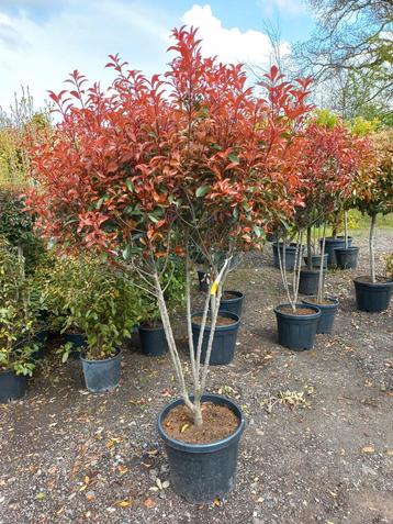 Photinia Fraseri Robusta compacta meerstammig glansmispel beschikbaar voor biedingen