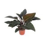 Philodendron Congo Red - Ø27cm - 80cm, Verzenden