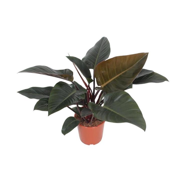 Philodendron Congo Red - Ø27cm - 80cm, Tuin en Terras, Bloembollen en Zaden, Verzenden