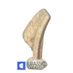 Topzeldzame ornithocheiride pterosaurklauw - Onder-Krijt