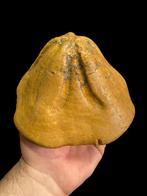 Zee-egel - Gefossiliseerd dier - Clypeaster Portentosus