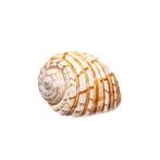 Yellow-mouthed tun Skelet - Tonna luteostoma - 0 cm - 0 cm -, Nieuw