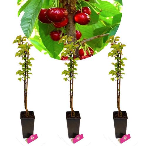 Zuilkersen Prunus avium Boas + Pot 19cm 3 stuk, Tuin en Terras, Planten | Fruitbomen, Volle zon, Verzenden