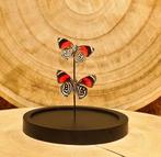 Vlinder Taxidermie volledige montage - Diaethria - 16 cm -, Nieuw