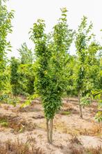 Prunus serrulata Amanogawa meerstammig 250-300, Tuin en Terras