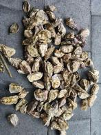 Oesterschelpen 500 gram. fijn fijn, 500 gram, Ophalen of Verzenden, Nieuw