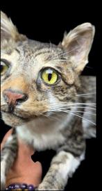 Heel mooi gekunstelde opgezette kat van een huiskat, Nieuw