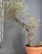 Olijf bonsai (Olea europaea) - Hoogte (boom): 90 cm - Diepte
