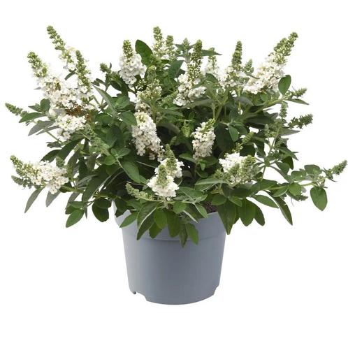 Vlinderstruik Buddleia davidii Chrysalis™ White: Een Pare., Tuin en Terras, Planten | Tuinplanten, Siergrassen, Vaste plant, Halfschaduw