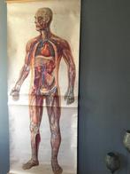 Deutsches Hygiëne Museum Dresden - Oude anatomische