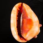 Cypraecassis Rufa: De exotische schelp voor verzamelaars 175, Antiek en Kunst