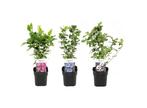 Hibiscus Syriacus - mix of 3, Huis en Inrichting, Kamerplanten, Verzenden