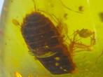 Very detailed woodlouse in amber together with a large seed
