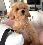 Prachtige, gezonde MALTIPOO met garantie, hier geboren, Parvo, Overige rassen, 8 tot 15 weken, Meerdere