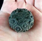 Indrukwekkende zee-egel!!! - Uitzonderlijke grootte voor