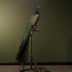 Pauw Taxidermie Opgezette Dieren By Max