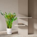 Strelitzia Reginae XL | 160cm - Ø30cm, Huis en Inrichting, Verzenden