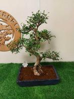 Japanese iep bonsai (Zelkova) - Hoogte (boom): 50 cm -, Antiek en Kunst