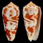 Conus Gubernator – Extra Zeeschelp - Conus Gubernator Hwass, Verzamelen, Nieuw