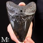 Fossiele Megalodon-tand – Miocene – Pliocene (ongeveer 23 –