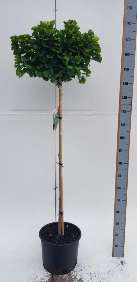 Ginkgo biloba Mariken bolvorm 16/18 225cm stam, Tuin en Terras, Planten | Tuinplanten