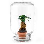 Easyplant - Ficus Ginseng bonsai - Mini-ecosysteem, Verzenden, Nieuw