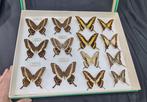 Giant Butterfly -Papilio - Congo - Africa -Indonesia  (50X39, Nieuw