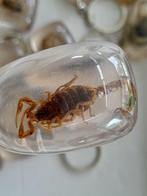 Figuur - Verzameling van 35 opgezette insecten (35) - Hars, Nieuw