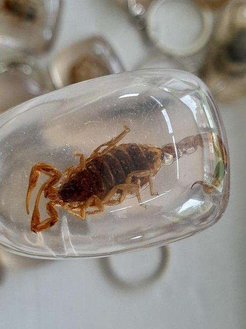 Figuur - Verzameling van 35 opgezette insecten (35) - Hars, Verzamelen, Dierenverzamelingen