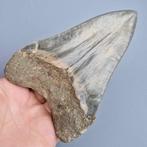 Big ultra serrated quality Megalodon Shark - Fossiele tand -, Verzamelen, Mineralen en Fossielen