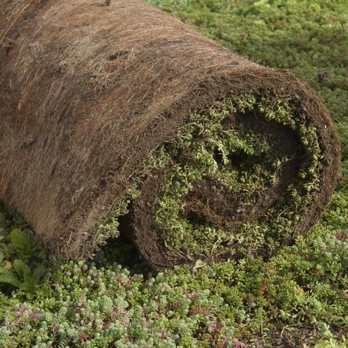 Sedummat | Per M2 - Per m2, Tuin en Terras, Planten | Bomen, Ophalen of Verzenden