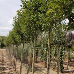 Sierpeer - Pyrus calleryana Chanticleer - Omtrek: 18-25 cm |, Tuin en Terras, Planten | Bomen, Ophalen of Verzenden