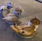 Kattenbed met Capsule – Afneembare Hangmat en Slaapnest, Dieren en Toebehoren, Verzenden, Nieuw