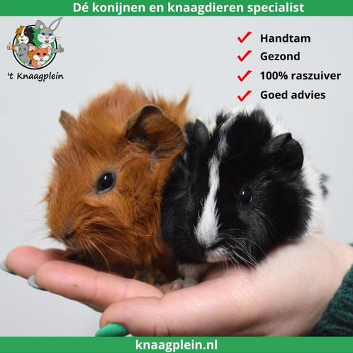 Lieve jonge cavias in verschillende vachtstructuren!, Dieren en Toebehoren, Knaagdieren, Cavia, Meerdere dieren, Tam, Na 1 juli 2024