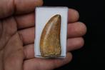 Dinosaurus - Fossiele tand - Carcharodontosaurus Saharicus, Verzamelen
