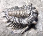 Extreem zeldzame trilobiet Branikarges bassei - 1,8 x 1,6 cm