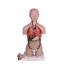 Anatomie model torso met organen, tweeslachtig, 16-delig..., Nieuw
