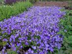 Klokjesbloem Campanula P9, Tuin en Terras, Zomer, Vaste plant, Ophalen of Verzenden, Volle zon