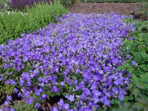 Klokjesbloem Campanula P9, Tuin en Terras, Planten | Tuinplanten, Vaste plant, Volle zon, Zomer, Ophalen of Verzenden