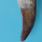 Dinosaurus - Fossiele tand - Carcharodontosaurus sp., Verzamelen