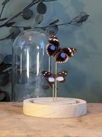 Vlinder Taxidermie volledige montage - VERITABLE PRÉCIS