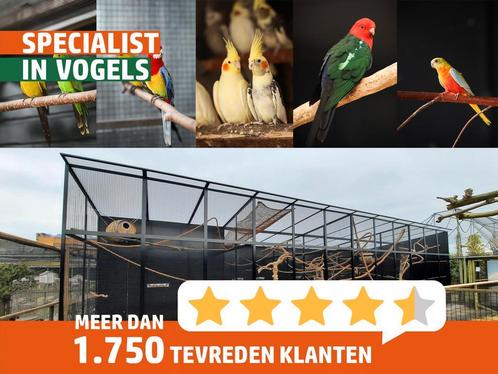 Veel keuze in tropische vogels en parkieten! Vogels kopen, Dieren en Toebehoren, Vogels | Overige Vogels, Tropenvogel, Meerdere dieren