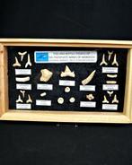 Haai - Fossiele tand - 25 cm (Zonder minimumprijs), Verzamelen, Mineralen en Fossielen